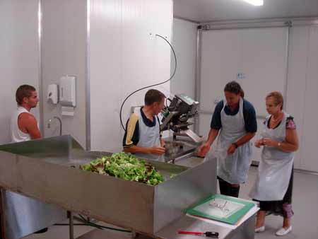 grow lettuce hydroponics