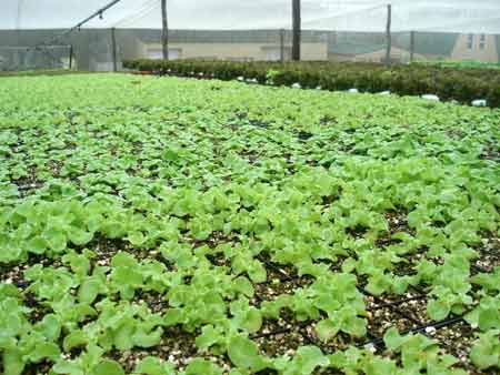 let us grow hydroponic lettuce