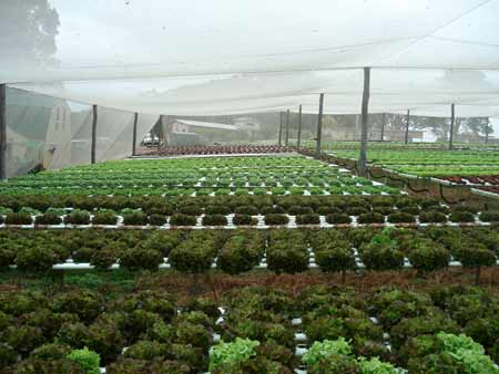 hydroponic lettuce suppliers