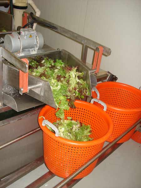 growing process for hydroponic lettuce